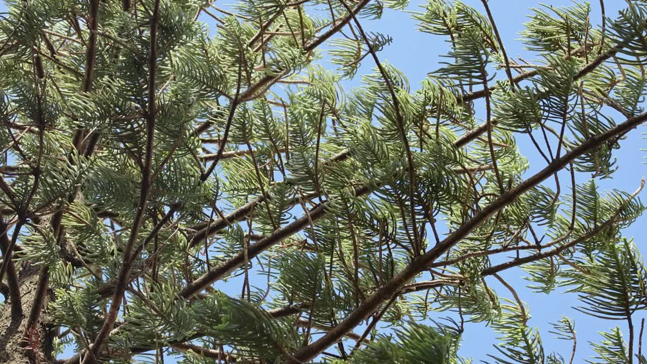 Pine Tree Branches Against a Blue Sky