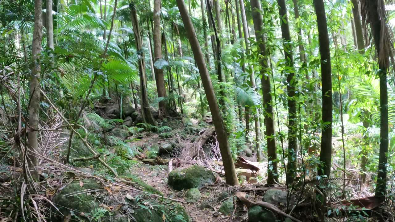 울창한 숲길을 가로질러 조용한 산책