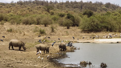 rhinoceros with flock of white and black stork near water in africa