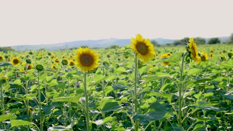 Sonnenblumen-Mit-Erhobenem-Haupt,-Lasst-Uns-Wie-Sie-Sein