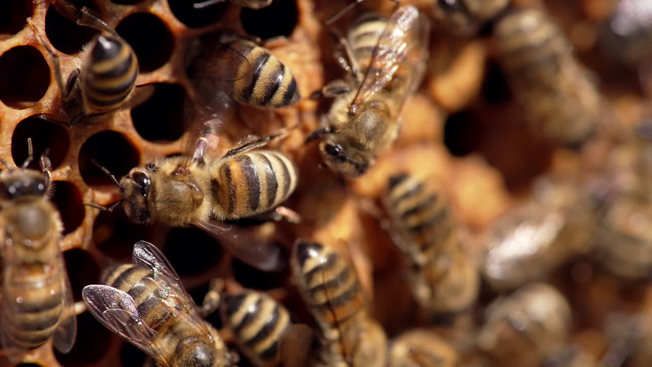 Busy honey bees on honeycomb. Bee colony crawling on honey cells on frame. Honey insects fluttering wings. Macro shot.