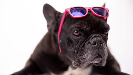 pet french bulldog with sunglasses