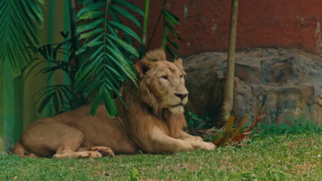 a majestic lion resting