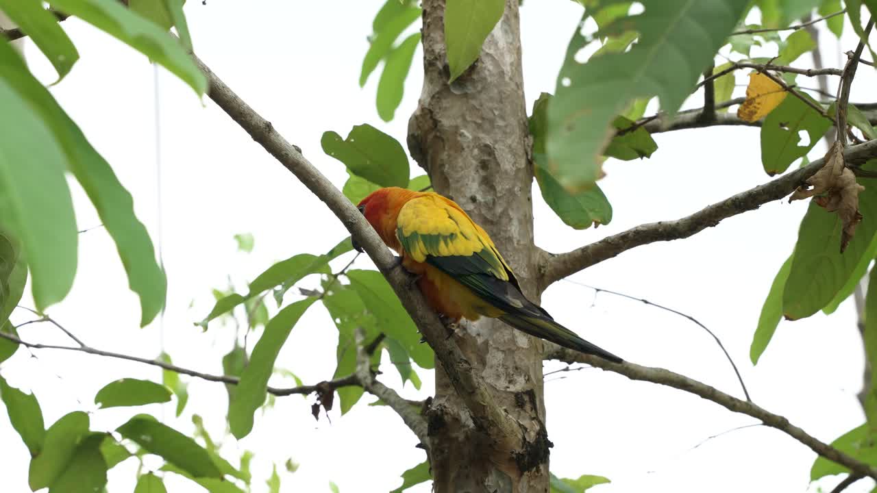 vista del periquito del sol encaramado en la rama del árbol defecando