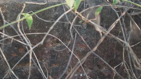 Slow-motion-handheld-panning-close-up-shot-of-the-tendrils-of-plants-growing-on-a-stone-with-leaves-in-nature