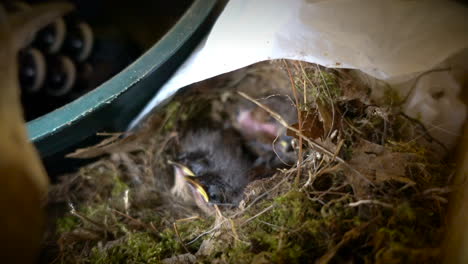 a mother bird  feeds her nestlings