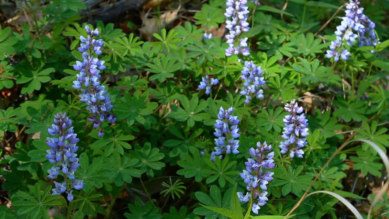 Beautiful close-up of vibrant lupine flowers growing in Indiana Dunes National Park. Sunlit setting enhances their vivid purple hues amidst rich green foliage, creating a serene nature scene