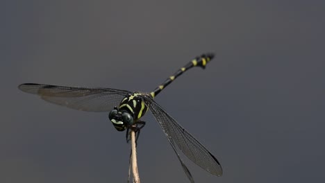 the common flangetail dragonfly is commonly seen in thailand and asia