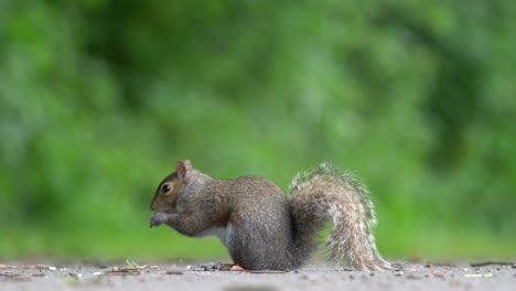 una ardilla gris comiendo semillas del suelo cerca del bosque