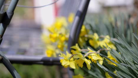 Gelbe-Blumen,-Die-Am-Frühlingstag-Im-Wind-Wehen