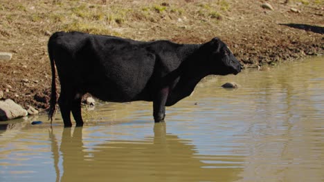 photographer taking pictures of cows in a lake