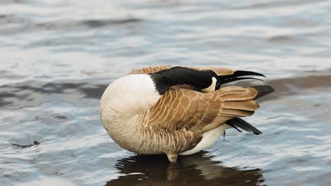 Wunderschöne-Kanadische-Gans-Reinigt-Ihre-Federn-Im-Seichten-Wasser-Des-Ottawa-River