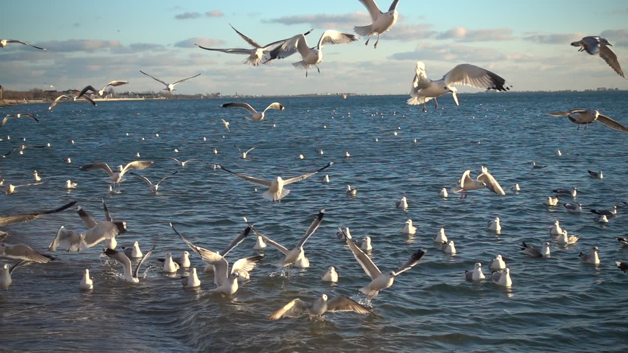 Gabbiani nel cielo. Movimento lento