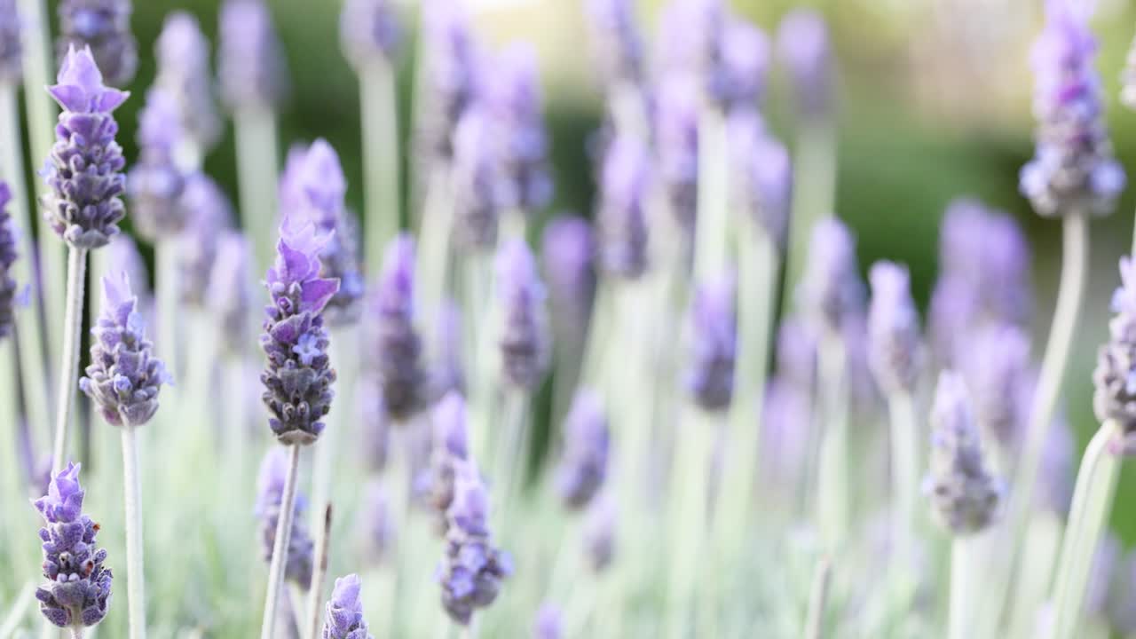 las flores de lavanda se balancean suavemente en la brisa