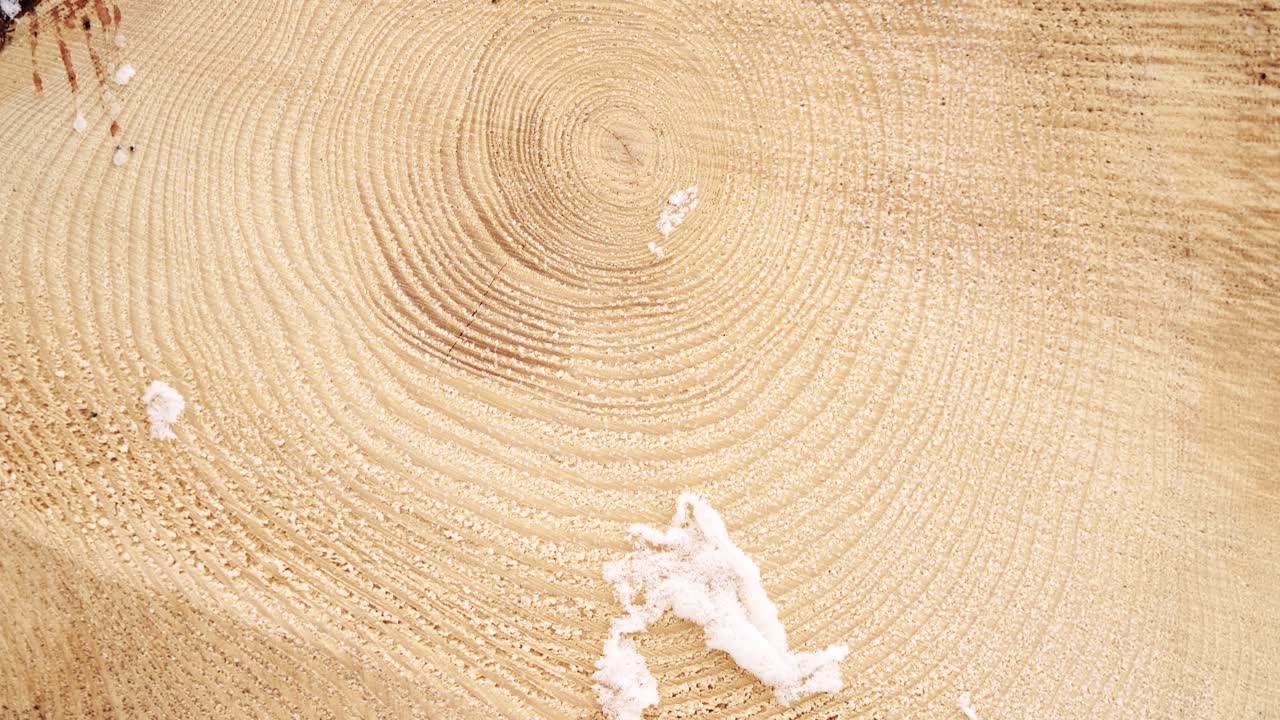 루마니아 산에서 잘린 소나무의 4k 안정 샷