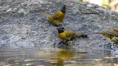 Bulbul-De-Cresta-Negra-Bañándose-En-El-Bosque-Durante-Un-Día-Caluroso,-Pycnonotus-Flaviventris,-En-Cámara-Lenta