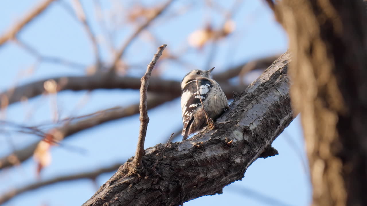 pájaro carpintero pigmeo japonés descansando sobre una rama de árbol iluminada con una cálida luz de puesta de sol