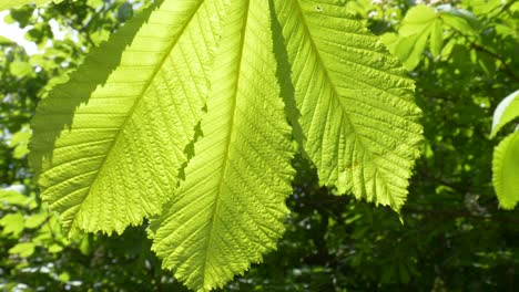 Maple-shaped-horse-chestnut-leaves-hanging-in-the-sun