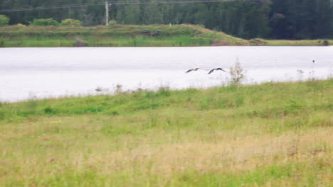 Low-Flying-Pair-Of-Pelican-Birds-Over-Tranquil-Lake-In-Hunter-Valley,-Australia