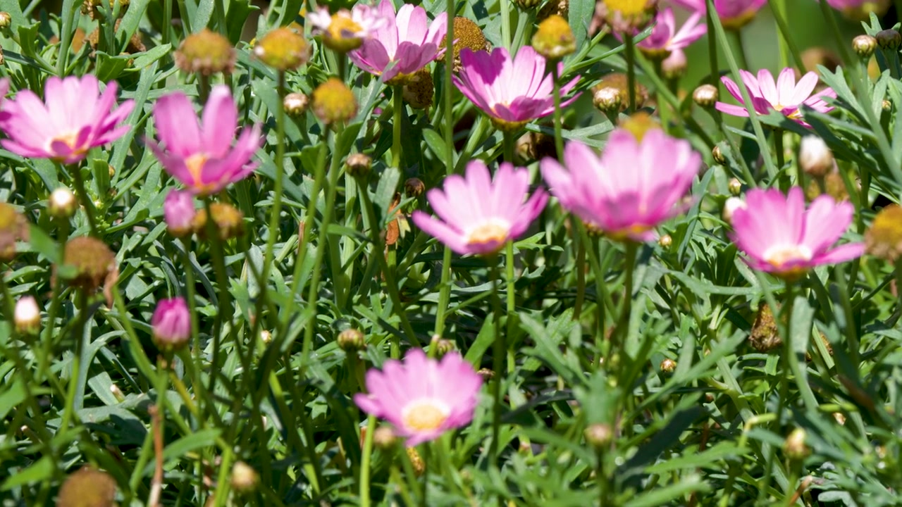 Vivaci margherite rosa e bianche ondeggiano dolcemente sotto la luce intensa del sole all'interno di un lussureggiante giardino verde.
