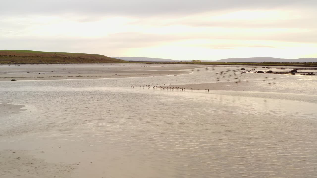 A beach with a cloudy horizon, calm water, and soft lighting, a peaceful coastal atmosphere as flock of birds soar in sky and walk in water, Rusheen Bay Galway Ireland