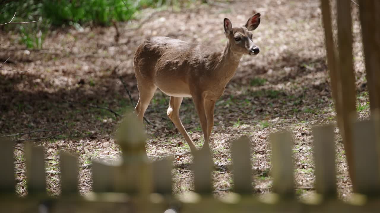 Gentle deer doe raising her head behind wooden plank fence in forest
