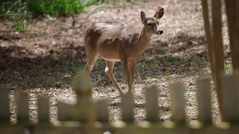 Gentle-deer-doe-raising-her-head-behind-wooden-plank-fence-in-forest