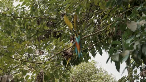 Großer-Grüner-Ara,-Der-In-Zeitlupe-Im-Natürlichen-Lebensraum-Auf-Einem-Baum-Fliegt