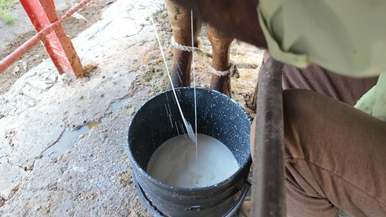Milking by hand, close-up view of milk stream falling into black bucket outdoors