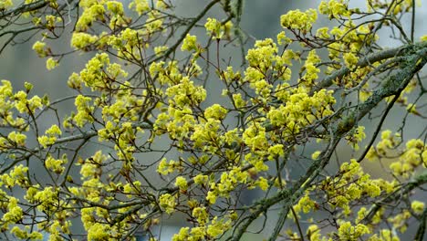 ramas de arce con flores tempranas en primavera de cerca