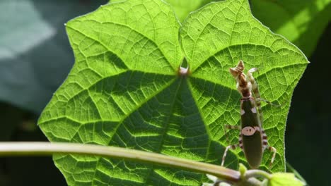 Seen-shaking-its-body-while-using-a-leaf-as-an-umbrella-to-cover-itself-from-the-morning-sun,-Jeweled-Flower-Mantis,-Creobroter-gemmatus,-Thailand