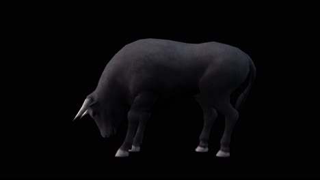 A-bull-eating-on-black-background-with-alpha-channel-included-at-the-end-of-the-video,-3D-animation,-side-view,-animated-animals,-seamless-loop-animation