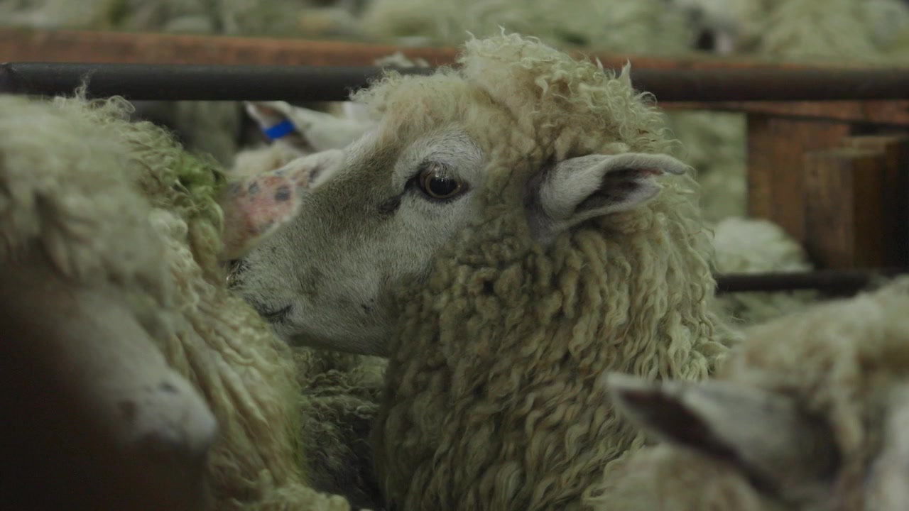 sheep waiting in pen before being shorn. Wooly