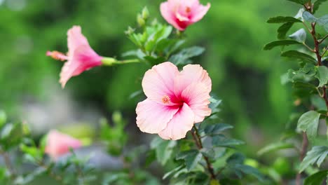 una flor rosa floreciendo en un jardín exuberante