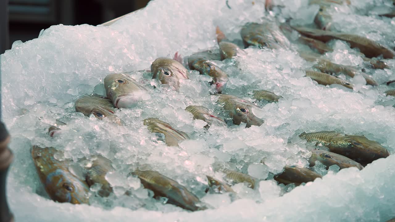 얼음 위의 신선한 생선