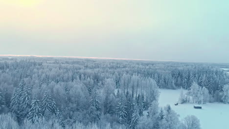 Maravilloso-Invierno-Completo-Bosque-Congelado-árbol-Nevado-Hermosa-Naturaleza-Paisaje-Frío