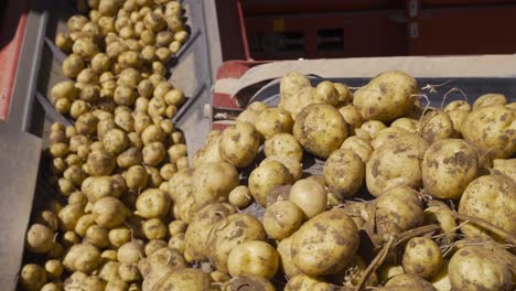 potato harvest. potatoes advancing on the sieving band.