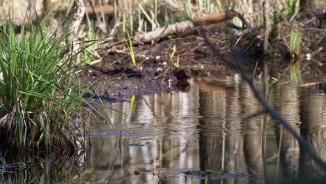 Great-Snipe-Landing-on-the-Water,-Slow-Motion