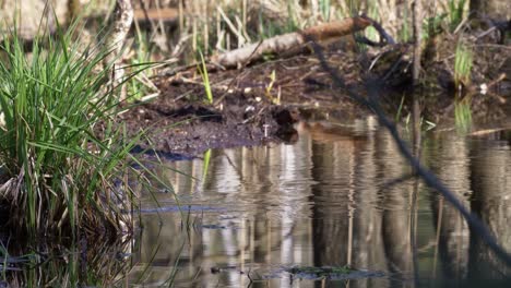 gran snipe aterrizando en el agua, cámara lenta