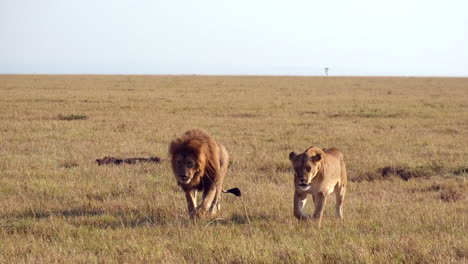 lion and lioness walking side by side across the african plains under the bright sunlight