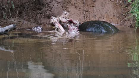 Seen-rolling-in-the-water-then-feeds-on-the-carcass-of-a-Sambar-Deer-taking-a-quick-powerful-bite