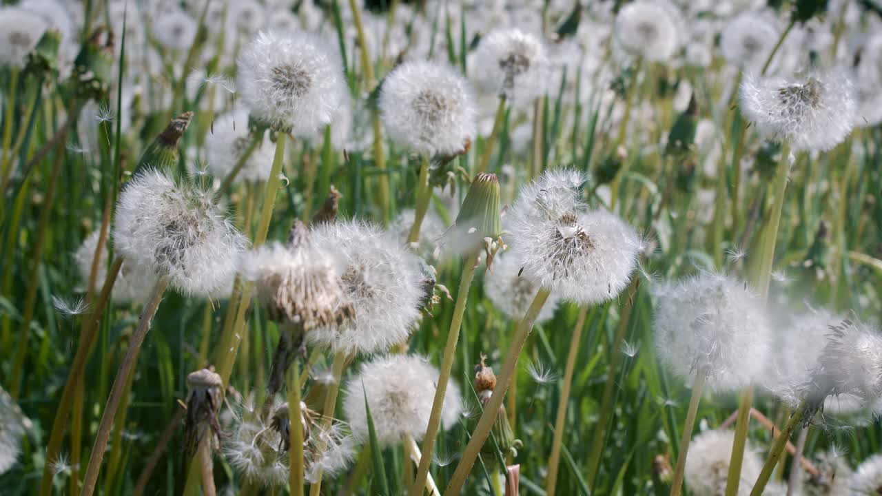 Fluffy Seeds dandelions Flying Over the Clearing. Shot on super slow motion camera 1000 fps