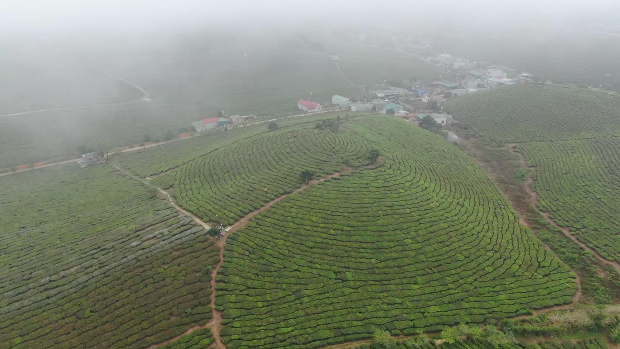 Immense tea hills submerged in mist in Moc Chau - Vietnam