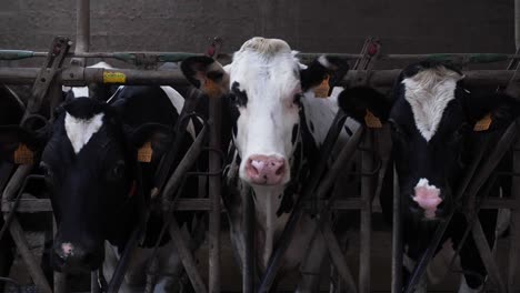 three cows in a barn