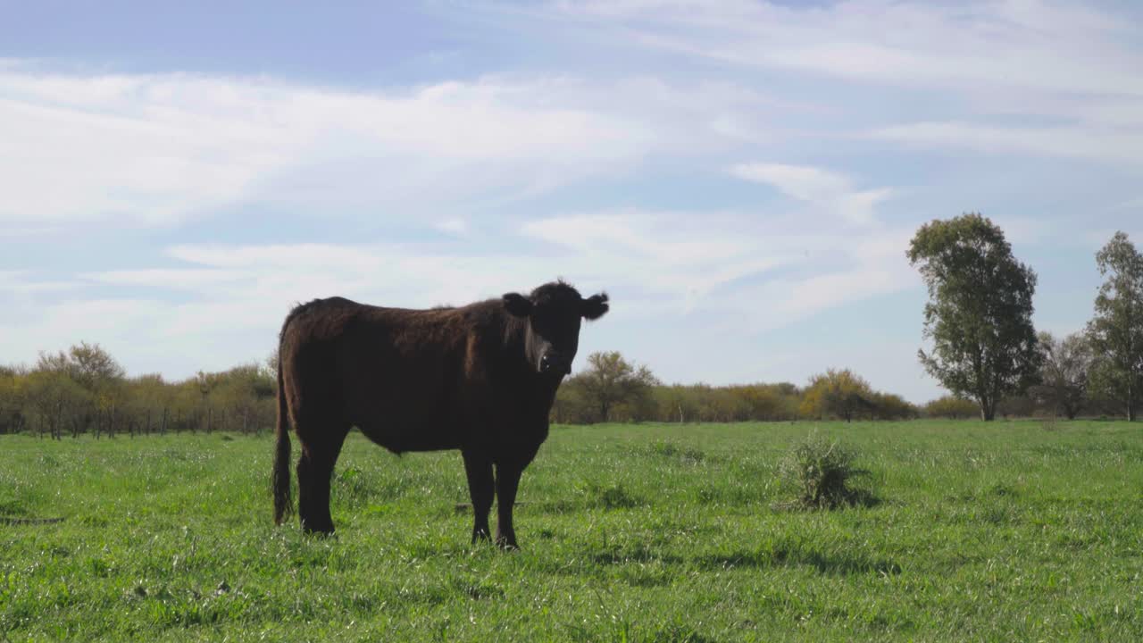 Una mucca in piedi in un campo verde in una giornata limpida e soleggiata, con alberi sullo sfondo