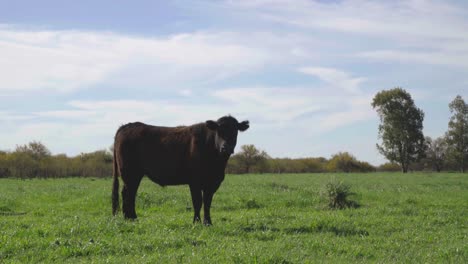 Single-cow-standing-in-a-green-field-on-a-clear-sunny-day,-trees-in-the-background