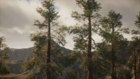 fog and pine trees on rugged mountainside and coming storm