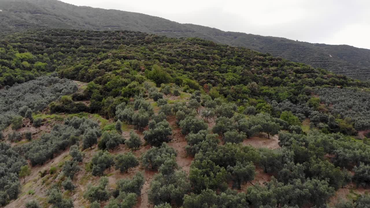 흐리고 바람이 부는 날, 터키에 숲 위로 공중 하향 비행