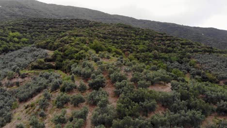 Aerial-downward-flight-over-forest-on-cloudy-and-windy-day,-Turkey