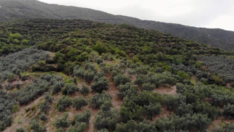 vuelo aéreo hacia abajo sobre el bosque en un día nublado y ventoso, turquía